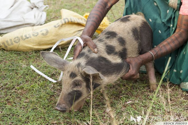 Gifts like pigs can provide income for struggling families and represent God's love to them. 