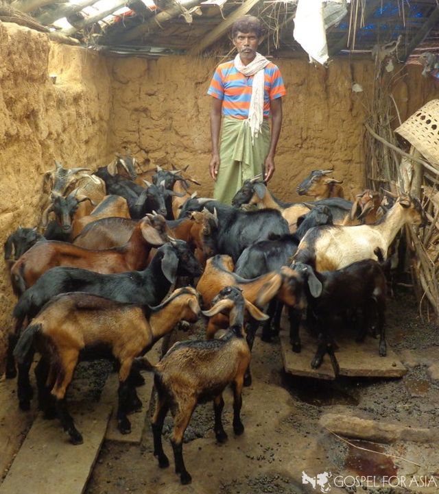 Ujala (pictured) with his goats. These goats have helped his family thrive.