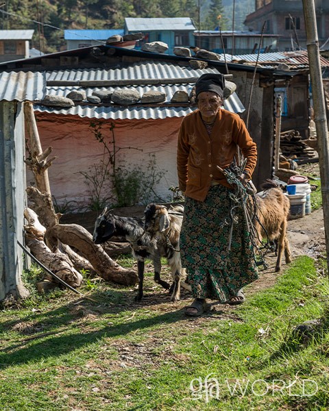 Woman with Goats from a Gift Distribution.