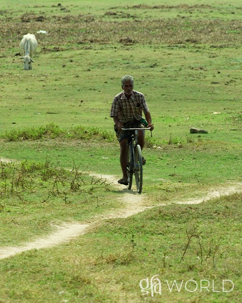 Man rides a bicycle through a grass field with cows roaming behind him.
