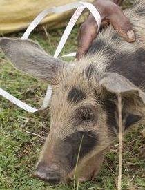 Read more about the article How Can Pigs Help Struggling Families?