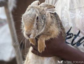 Read more about the article Rabbits Provide Groceries
