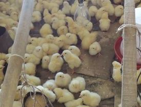Read more about the article Christmas Chickens Help Buy a Fish Farm