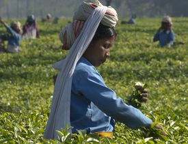 Read more about the article Providing Health and Hope in the Tea Gardens