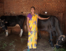 Read more about the article The Many Blessings of a Cow