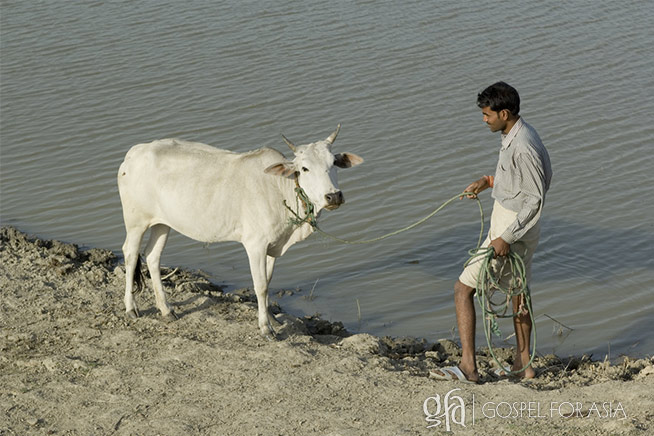 Man with cow 