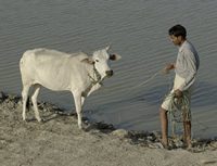 Man with cow