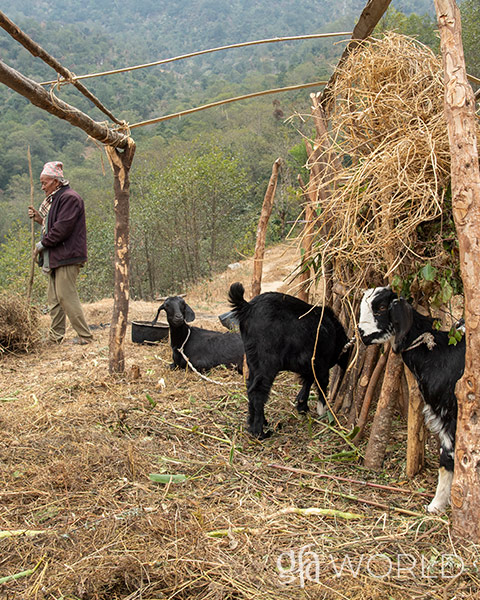 Goats can be a life-changing gift for many around the world.