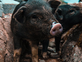 Read more about the article Piglets Displace Poverty for Family of Nine